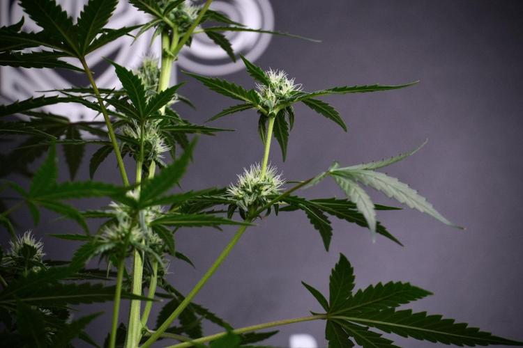 Pheno B Purple CousKush Auto By Zamnesia. Week 8 - Pheno B Purple CousKush Auto 