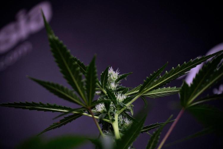 Pheno B Purple CousKush Auto By Zamnesia. Week 8 - Pheno B Purple CousKush Auto 
