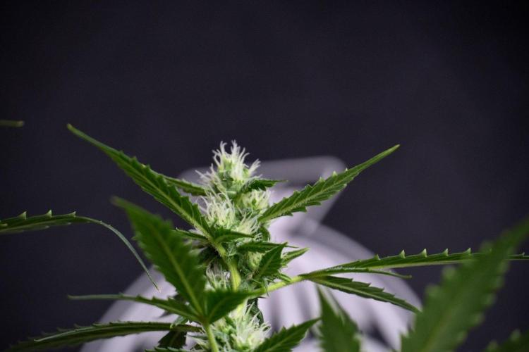 Pheno B Purple CousKush Auto By Zamnesia. Week 8 - Pheno B Purple CousKush Auto 