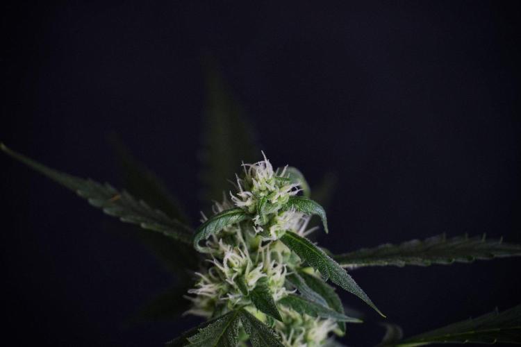 Pheno B Purple CousKush Auto By Zamnesia. Week 8 - Pheno B Purple CousKush Auto 