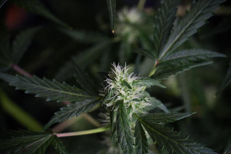 Pheno B Purple CousKush Auto By Zamnesia. Week 8 - Pheno B Purple CousKush Auto 