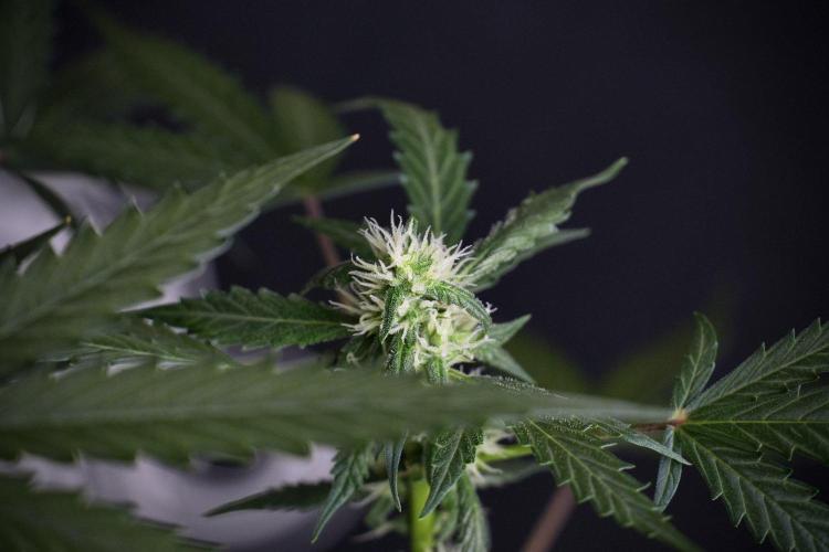 Pheno B Purple CousKush Auto By Zamnesia. Week 8 - Pheno B Purple CousKush Auto 
