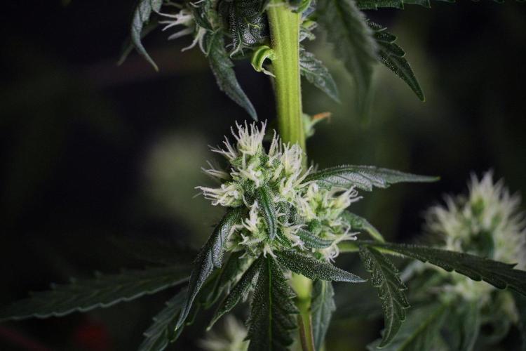 Pheno B Purple CousKush Auto By Zamnesia. Week 8 - Pheno B Purple CousKush Auto 