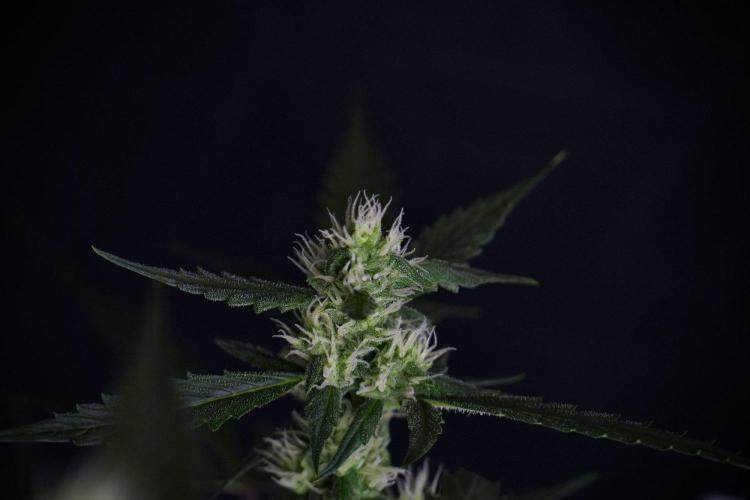 Pheno B Purple CousKush Auto By Zamnesia. Week 8 - Pheno B Purple CousKush Auto 