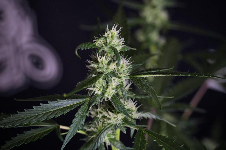 Pheno B Purple CousKush Auto By Zamnesia. Week 8 - Pheno B Purple CousKush Auto 