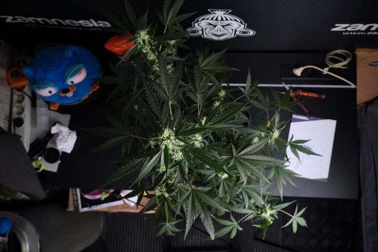 Pheno B Purple CousKush Auto By Zamnesia. Week 8 - Pheno B Purple CousKush Auto 