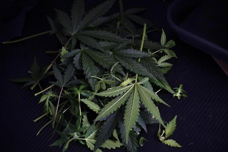 Pheno B Purple CousKush Auto By Zamnesia. Week 8 - Pheno B Purple CousKush Auto 