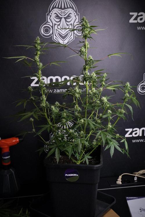 Pheno B Purple CousKush Auto By Zamnesia. Week 8 - Pheno B Purple CousKush Auto 