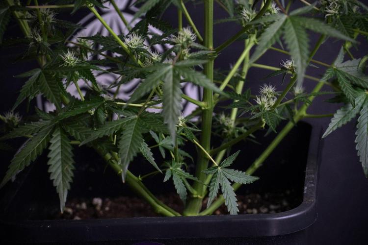 Pheno B Purple CousKush Auto By Zamnesia. Week 8 - Pheno B Purple CousKush Auto 