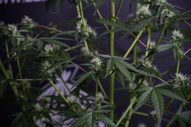 Pheno B Purple CousKush Auto By Zamnesia. Week 8 - Pheno B Purple CousKush Auto 