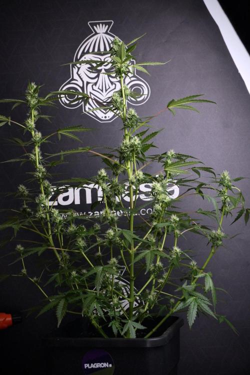 Pheno B Purple CousKush Auto By Zamnesia. Week 8 - Pheno B Purple CousKush Auto 