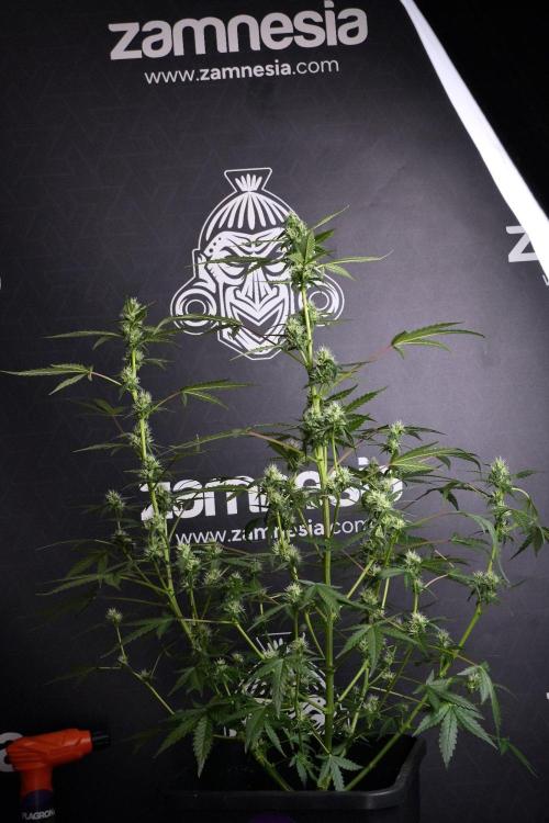 Pheno B Purple CousKush Auto By Zamnesia. Week 8 - Pheno B Purple CousKush Auto 
