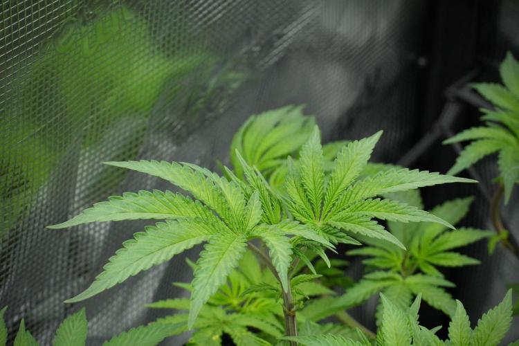 Blue Waffle F1 Zamnesia Pheno A. Week 7 - Blue Waffle F1 Zamnesia Pheno A 