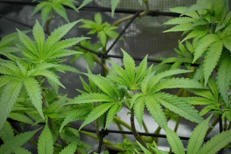 Blue Waffle F1 Zamnesia Pheno A. Week 7 - Blue Waffle F1 Zamnesia Pheno A 