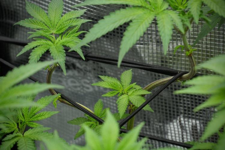 Blue Waffle F1 Zamnesia Pheno A. Week 7 - Blue Waffle F1 Zamnesia Pheno A 