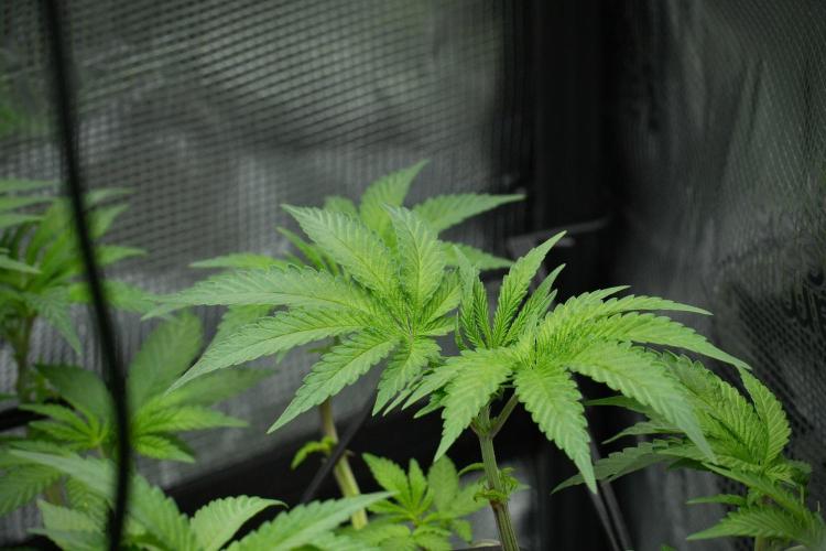 Blue Waffle F1 Zamnesia Pheno A. Week 7 - Blue Waffle F1 Zamnesia Pheno A 