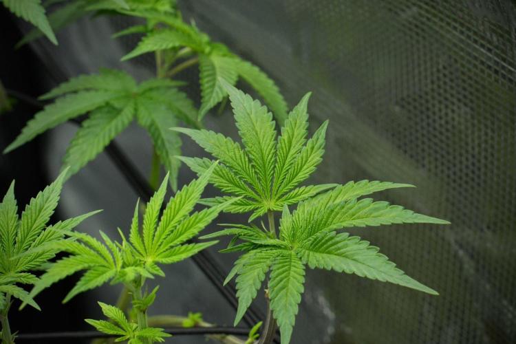 Blue Waffle F1 Zamnesia Pheno A. Week 7 - Blue Waffle F1 Zamnesia Pheno A 