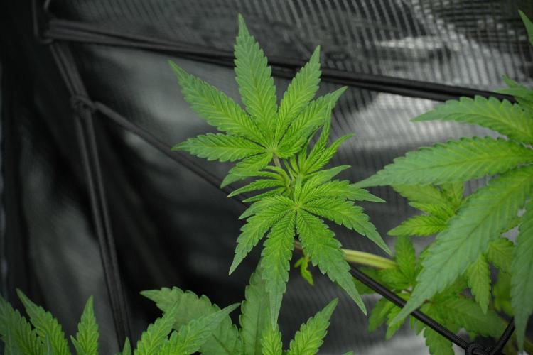 Blue Waffle F1 Zamnesia Pheno A. Week 7 - Blue Waffle F1 Zamnesia Pheno A 