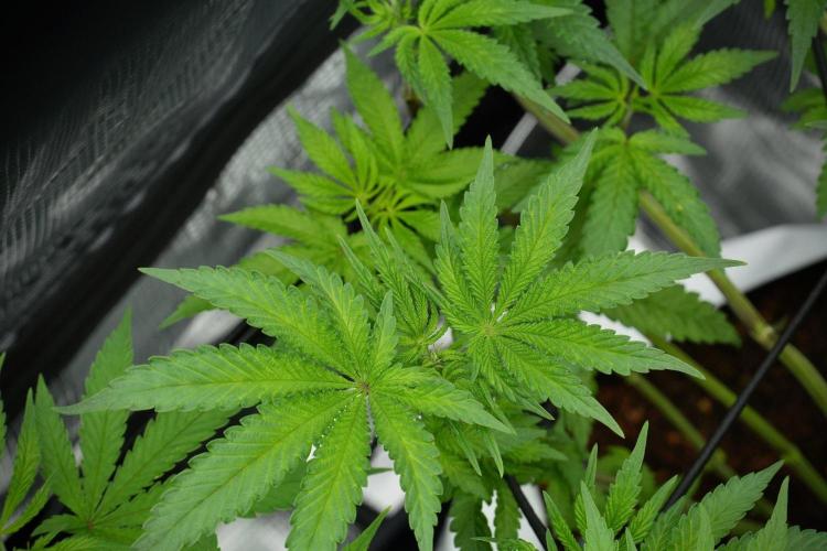 Blue Waffle F1 Zamnesia Pheno A. Week 7 - Blue Waffle F1 Zamnesia Pheno A 