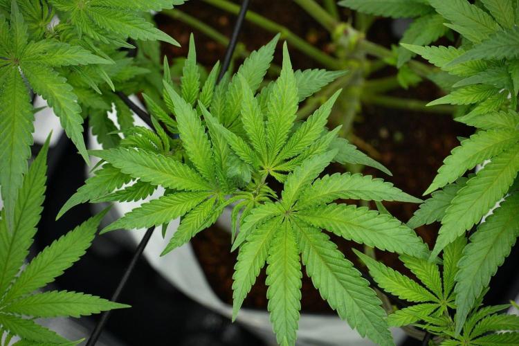 Blue Waffle F1 Zamnesia Pheno A. Week 7 - Blue Waffle F1 Zamnesia Pheno A 
