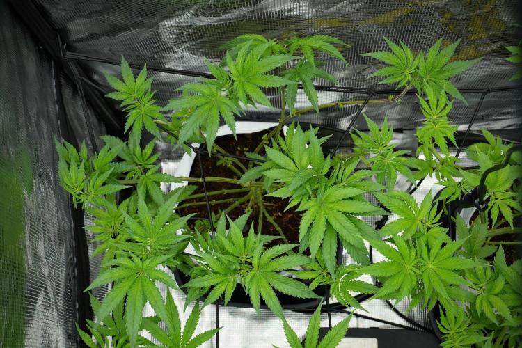 Blue Waffle F1 Zamnesia Pheno A. Week 7 - Blue Waffle F1 Zamnesia Pheno A 