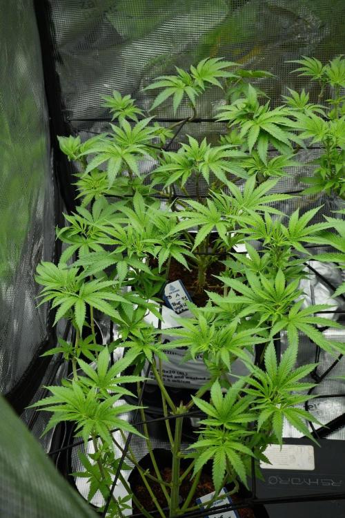 Blue Waffle F1 Zamnesia Pheno A. Week 7 - Blue Waffle F1 Zamnesia Pheno A 