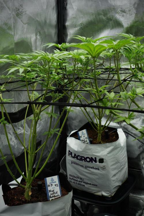 Blue Waffle F1 Zamnesia Pheno A. Week 7 - Blue Waffle F1 Zamnesia Pheno A 