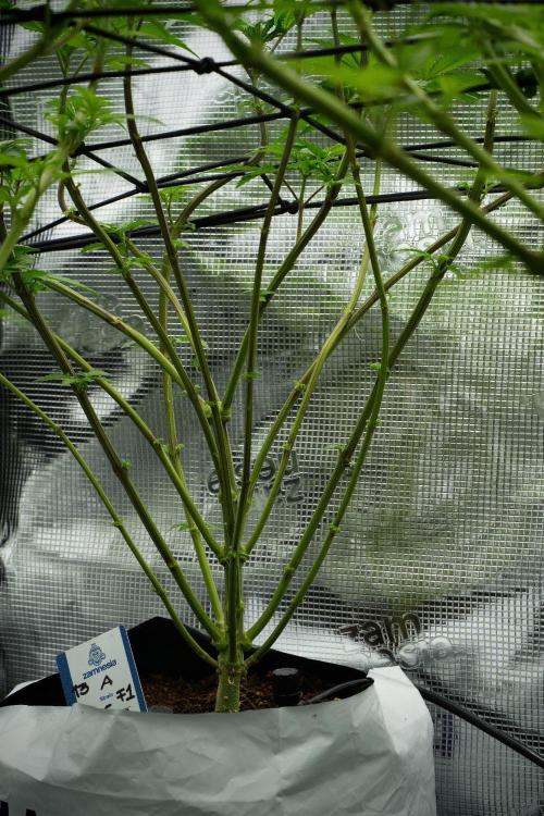 Blue Waffle F1 Zamnesia Pheno A. Week 7 - Blue Waffle F1 Zamnesia Pheno A 