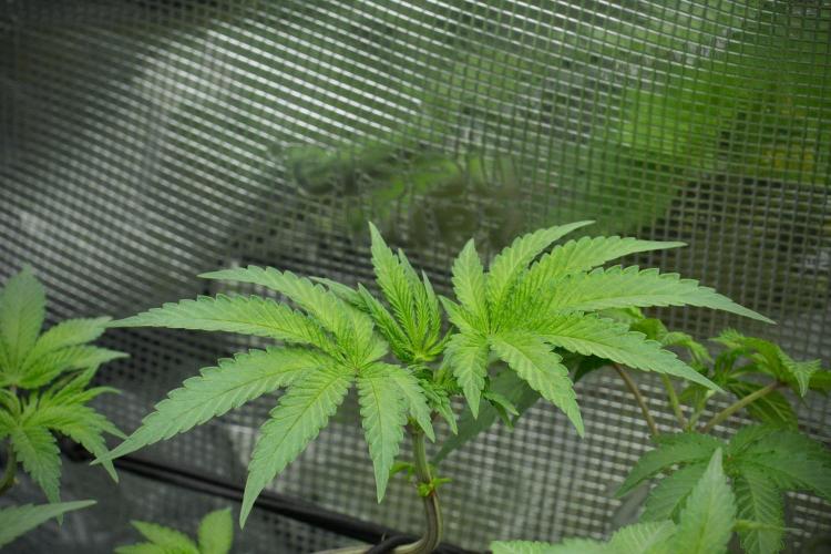 Blue Waffle F1 Zamnesia Pheno A. Week 7 - Blue Waffle F1 Zamnesia Pheno A 