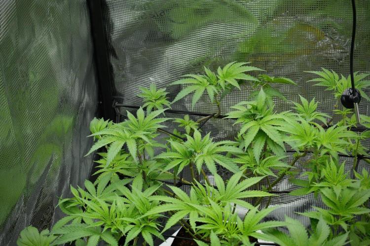 Blue Waffle F1 Zamnesia Pheno A. Week 7 - Blue Waffle F1 Zamnesia Pheno A 