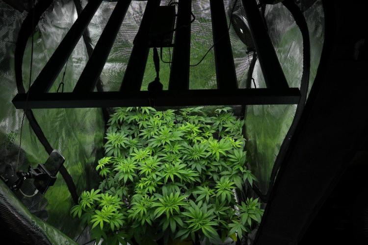 Blue Waffle F1 Zamnesia Pheno A. Week 7 - room and vibes 