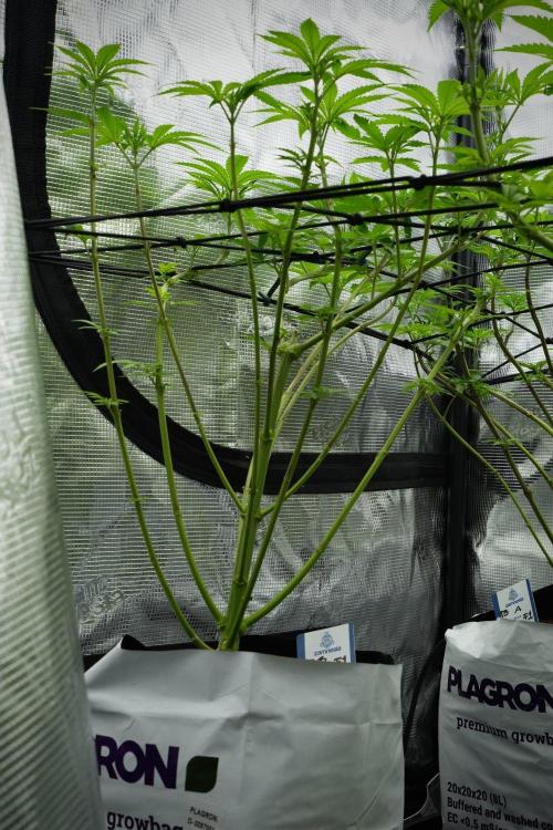 Pheno B Blue Waffle  F1 Zamnesia. Week 7 - Pheno B Blue Waffle F1
