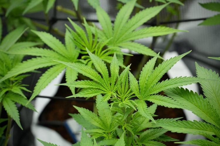 Pheno B Blue Waffle  F1 Zamnesia. Week 7 - Pheno B Blue Waffle F1