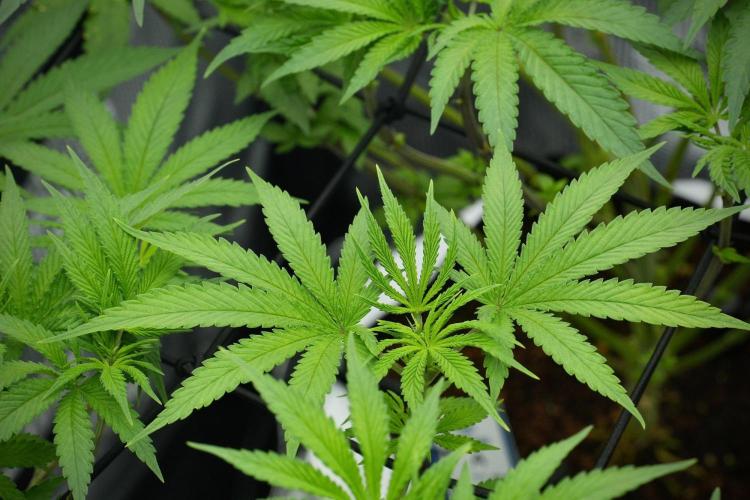 Pheno B Blue Waffle  F1 Zamnesia. Week 7 - Pheno B Blue Waffle F1