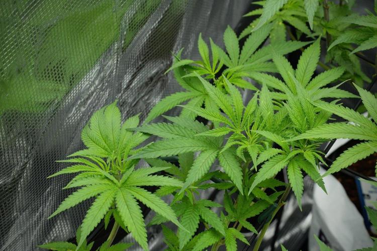 Pheno B Blue Waffle  F1 Zamnesia. Week 7 - Pheno B Blue Waffle F1