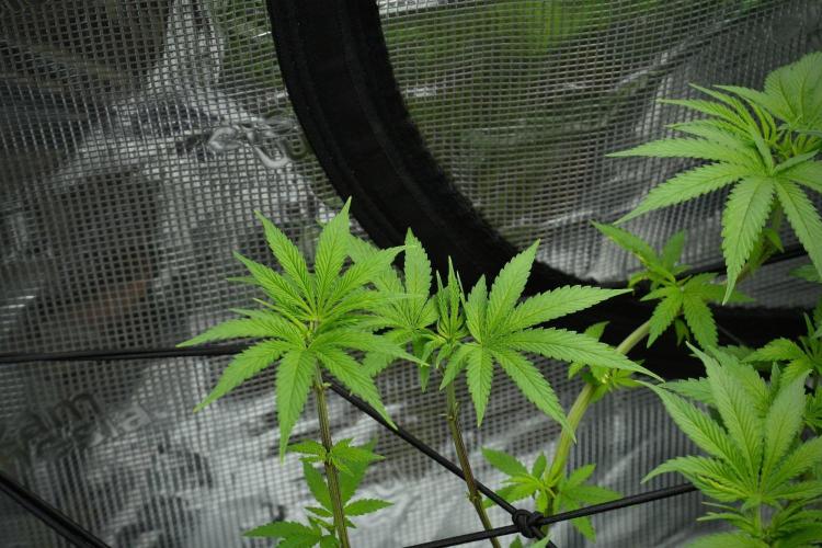 Pheno B Blue Waffle  F1 Zamnesia. Week 7 - Pheno B Blue Waffle F1