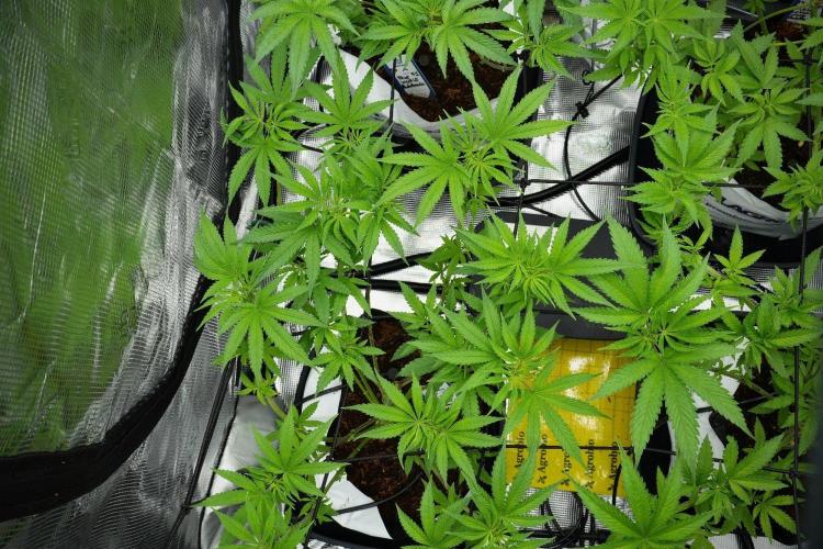 Pheno B Blue Waffle  F1 Zamnesia. Week 7 - Pheno B Blue Waffle F1