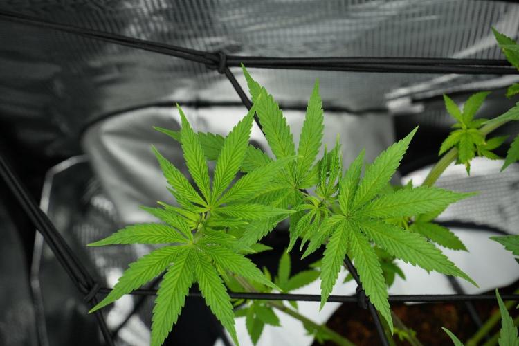 Pheno B Blue Waffle  F1 Zamnesia. Week 7 - Pheno B Blue Waffle F1