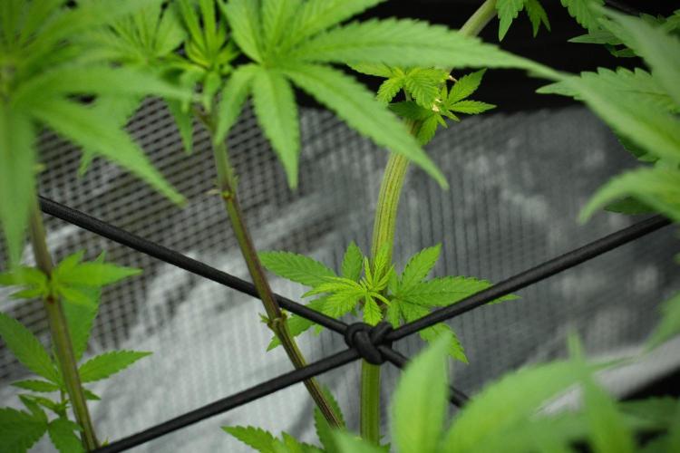 Pheno B Blue Waffle  F1 Zamnesia. Week 7 - Pheno B Blue Waffle F1