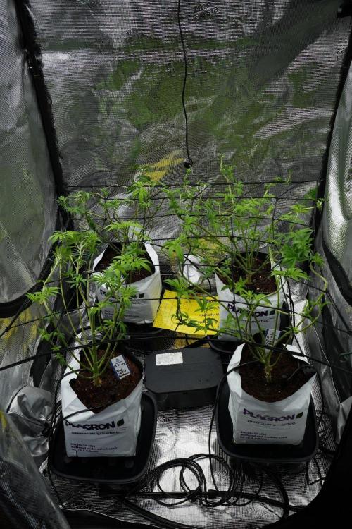 Pheno B Blue Waffle  F1 Zamnesia. Week 7 - room and vibes 