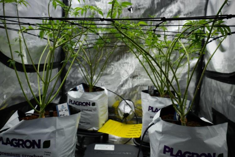 Pheno B Blue Waffle  F1 Zamnesia. Week 7 - room and vibes 