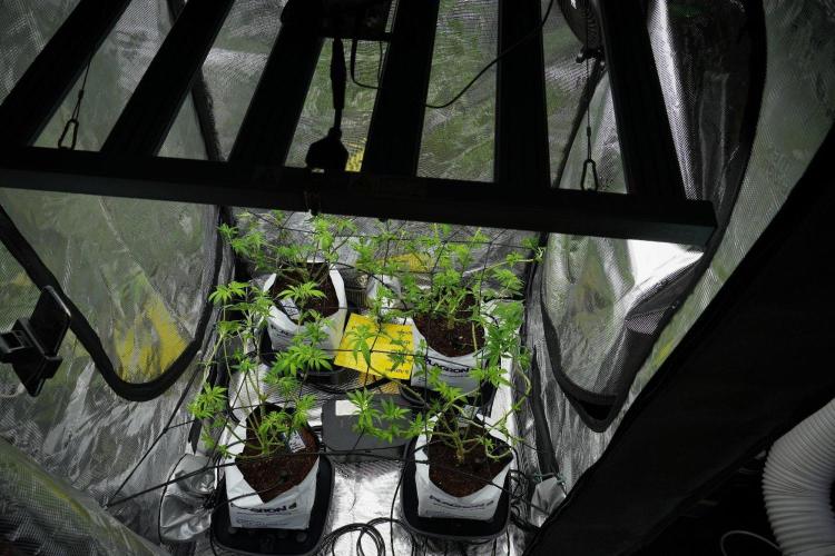 Pheno B Blue Waffle  F1 Zamnesia. Week 7 - room and vibes 