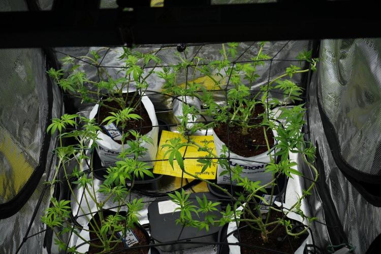 Pheno B Blue Waffle  F1 Zamnesia. Week 7 - room and vibes 