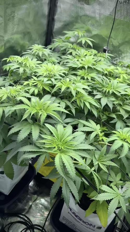 Pheno B Blue Waffle  F1 Zamnesia