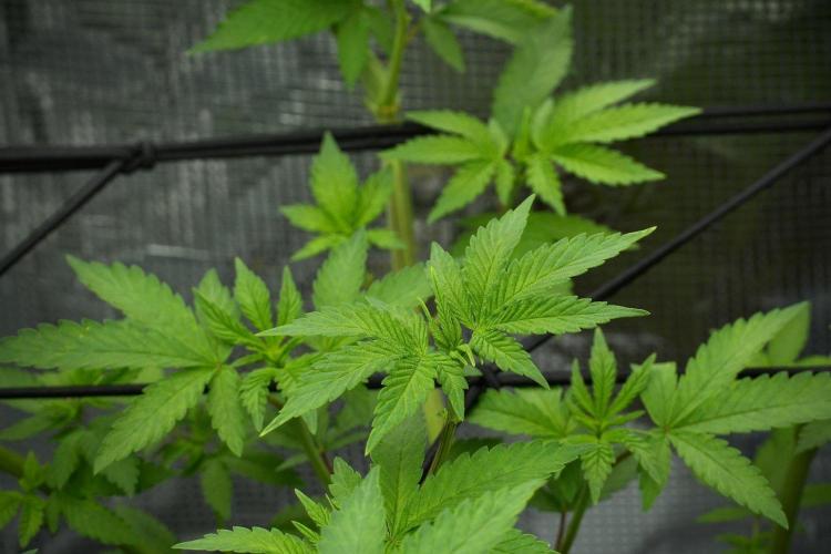 Pickle Lemon Haze F1 Zamnesia Pheno A. Week 7 - Pickle Lemon Haze F1  Pheno A