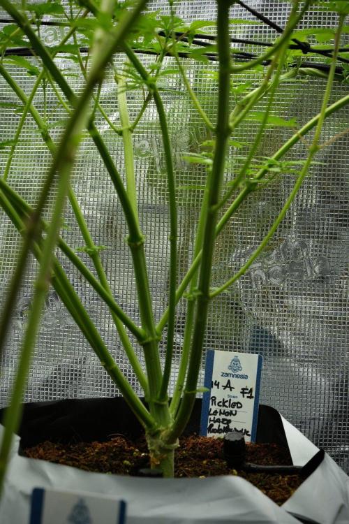 Pickle Lemon Haze F1 Zamnesia Pheno A. Week 7 - Pickle Lemon Haze F1  Pheno A