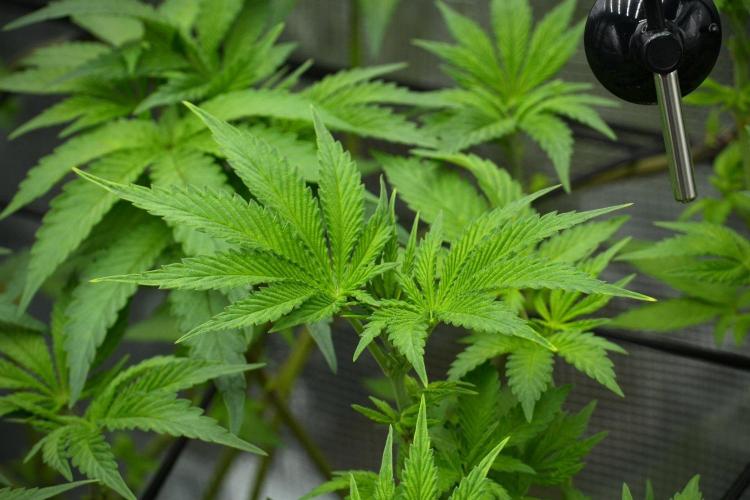Pickle Lemon Haze F1 Zamnesia Pheno A. Week 7 - Pickle Lemon Haze F1  Pheno A