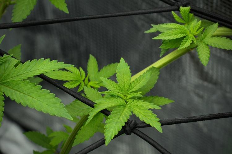 Pickle Lemon Haze F1 Zamnesia Pheno A. Week 7 - Pickle Lemon Haze F1  Pheno A