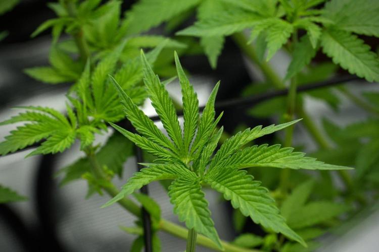 Pickle Lemon Haze F1 Zamnesia Pheno A. Week 7 - Pickle Lemon Haze F1  Pheno A