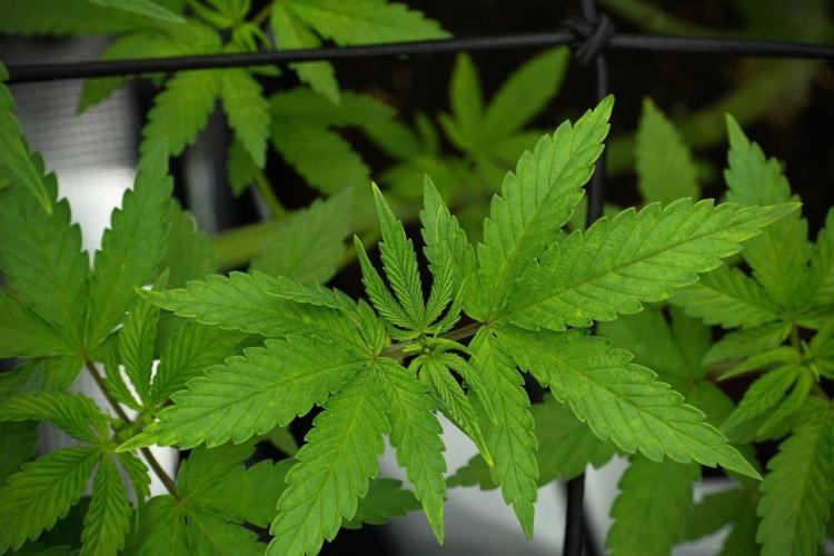 Pickle Lemon Haze F1 Zamnesia Pheno A. Week 7 - Pickle Lemon Haze F1  Pheno A